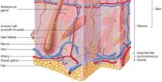 skin Develops from tube-like follicle Shape of hair due to its cross sectional shape which is under