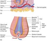 from the skin or they change from terminal hairs to vellus hairs.