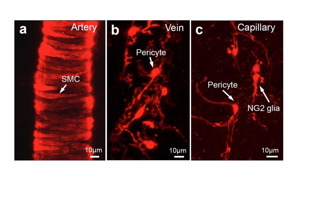 Supplementary Figure 10 Different segments of blood vessels in the brain of NG2DsRedBACtg mice. a, SMCs in arteries/arterioles with a ring-shaped morphology.