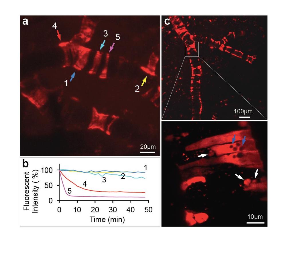 Supplementary Figure 14 Time-lapse imaging of SMCs under ischemia induced by MPs. a, b, Intensity of DsRed fluorescence at different time points after MP-mediated occlusion.