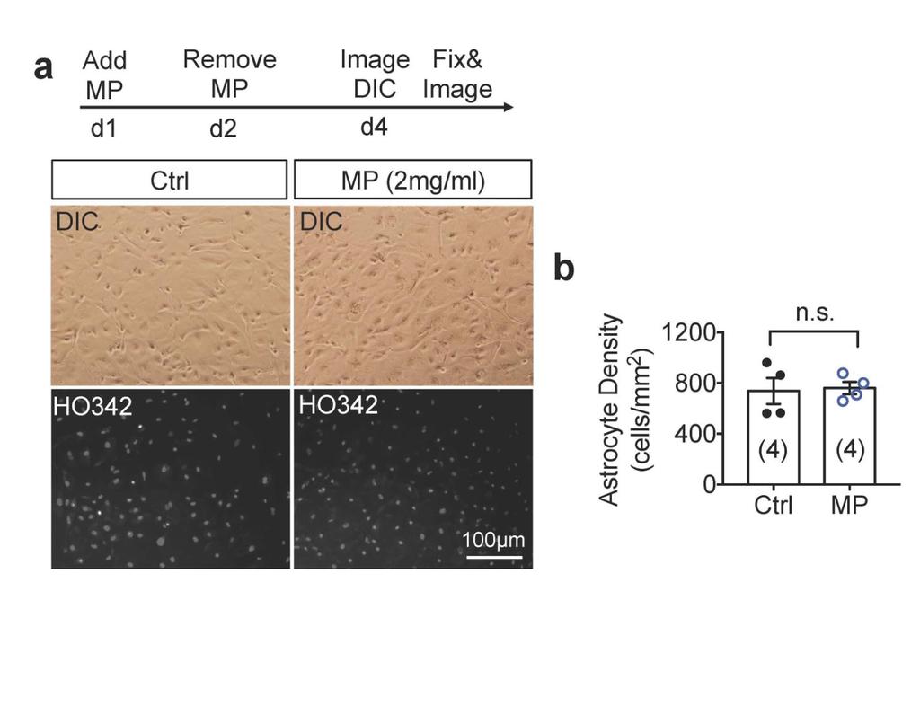Supplementary Figure 3 In vitro toxicity test for 180-nm MPs. a, Both images were acquired at day 4 (d4).