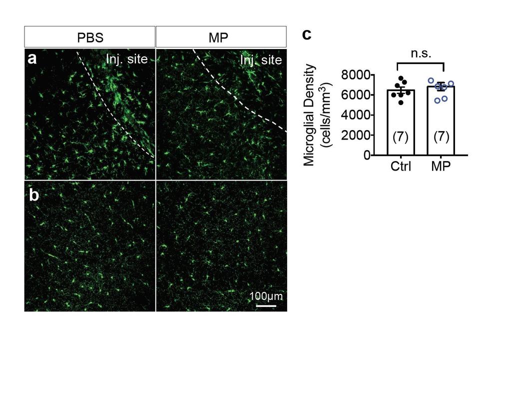 Supplementary Figure 7 In vivo toxicity test for 180-nm MPs. a, PBS (control, 1μl) and MPs (1 μl, 10 μg/μl) were injected into the hippocampal region of adult CX 3 CR1-GFP knock-in mice.