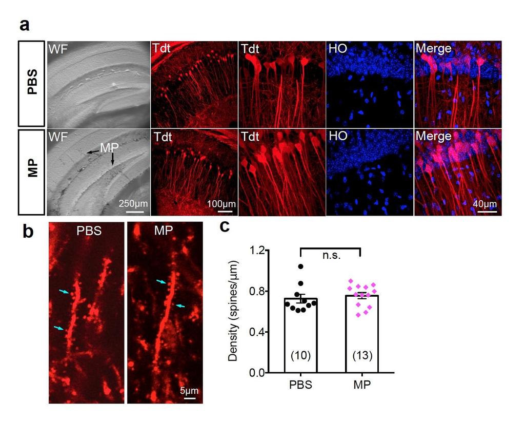 Supplementary Figure 8 Toxicity test for the 180-nm MPs in vivo. a, PBS (control, 1 μl) and MPs (1 μl, 10 μg/μl) were injected into the hippocampal region of adult Thy1-TdTomatotg mice.