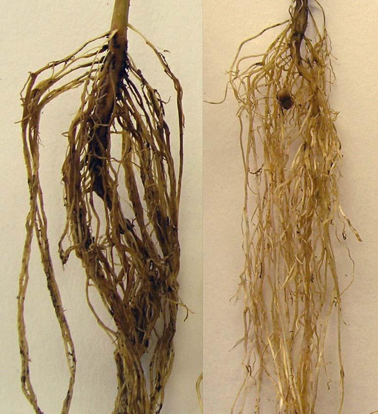 FUSARIUM TRICINCTUM AFFECTED SEEDLING EMERGENCE, ROOT HEALTH, PLANT GROWTH AND YIELD. In 2012, both isolates 91-1-8 and 91-1-12 of F. tricinctum caused a significant (P = 0.