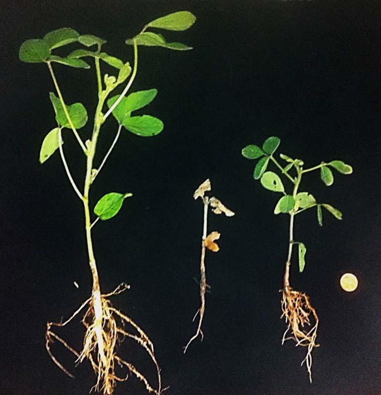 At the R6 growth stage, the roots in treatments with the two isolates were strongly discolored compared with the controls (Table 1).