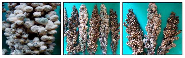 Experimental Results The isolation of pathogens was done on the basis of external seed mycoflora and internal