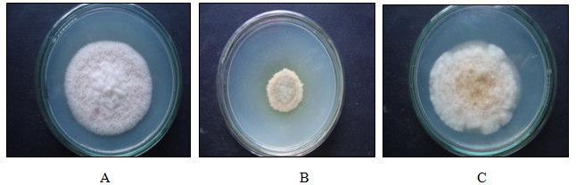 In blotter plate method and Agar plate method 18 different fungal member was observed via Alternaria alternata,