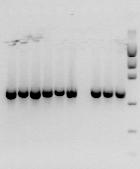 pseudograminearum specific PCR assay 523 bp PCR
