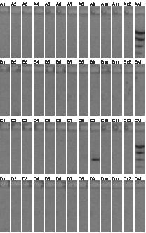 Fusarium langsethiae Species specific PCR graminearum graminearum G. zeae G.