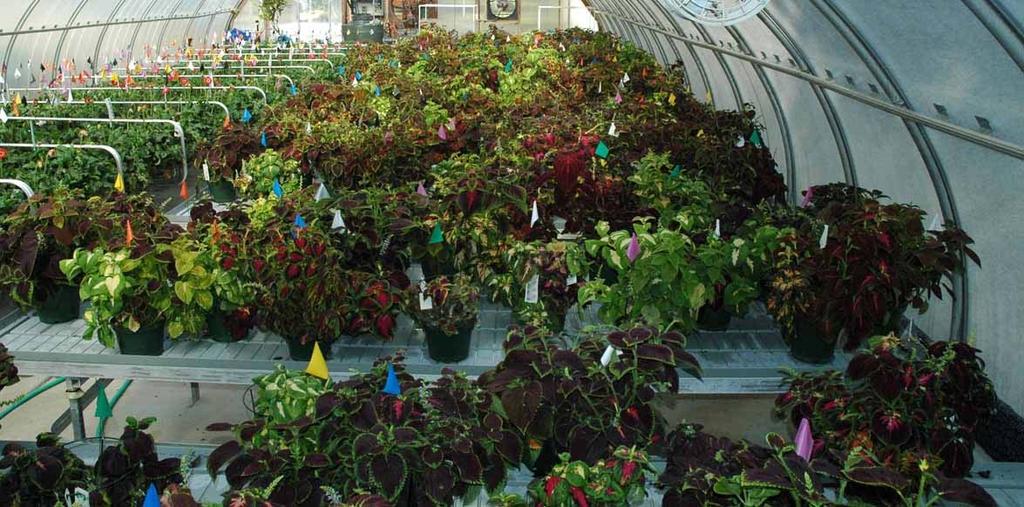 Plants (Figure 1) were kept in a greenhouse with an average temperature of 25 C ± 7.3 C (77 ± 12 F) and watered by timed hydroponic flood tables with deionized water blended with fertilizer.