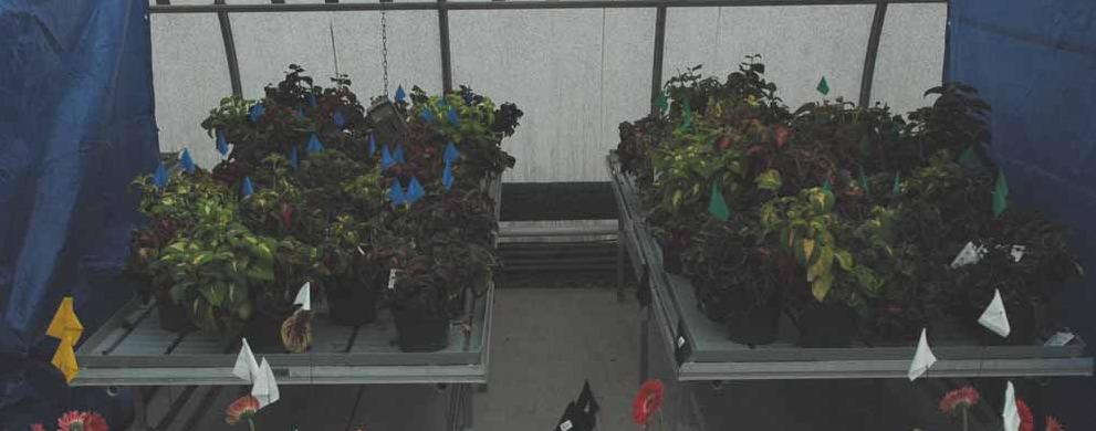 Figure 2: Coleus with mealybugs After flagging the plants for treatment and an initial count, plants were grouped, sprayed, and placed back into their original location.