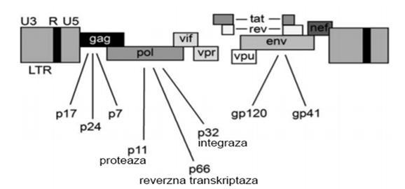 Slika 1. Struktura HIV-1 genoma (prerađeno s: https://hivbook.files.wordpress.com/2011/10/hivbook-2012.pdf) 1.1.3.