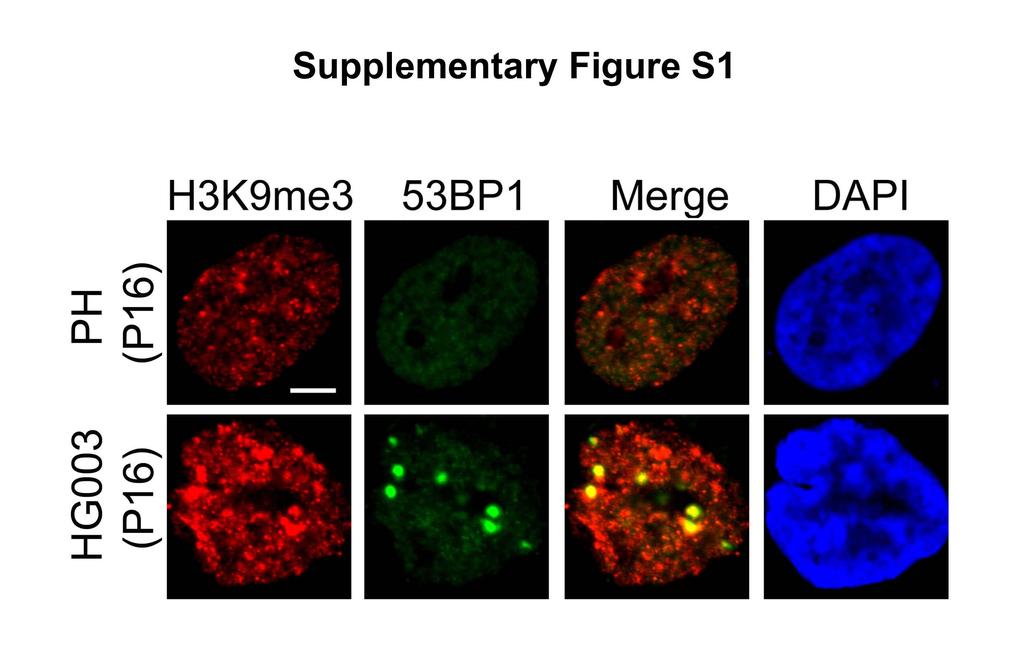 Supplementary Figure S1: Defective heterochromatin repair in HGPS progeroid cells Immunofluorescence