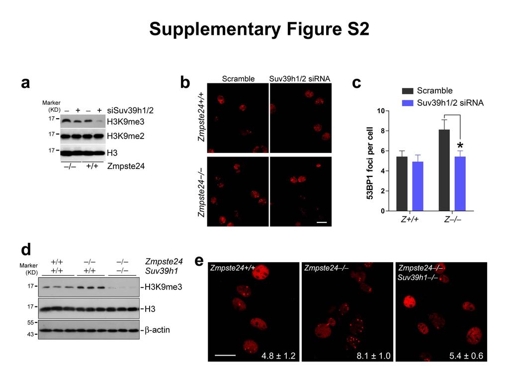 Supplementary Figure S2: Knocking down or deleting Suv39h1 rescues defective DNA repair in Zmpste24 / cells.