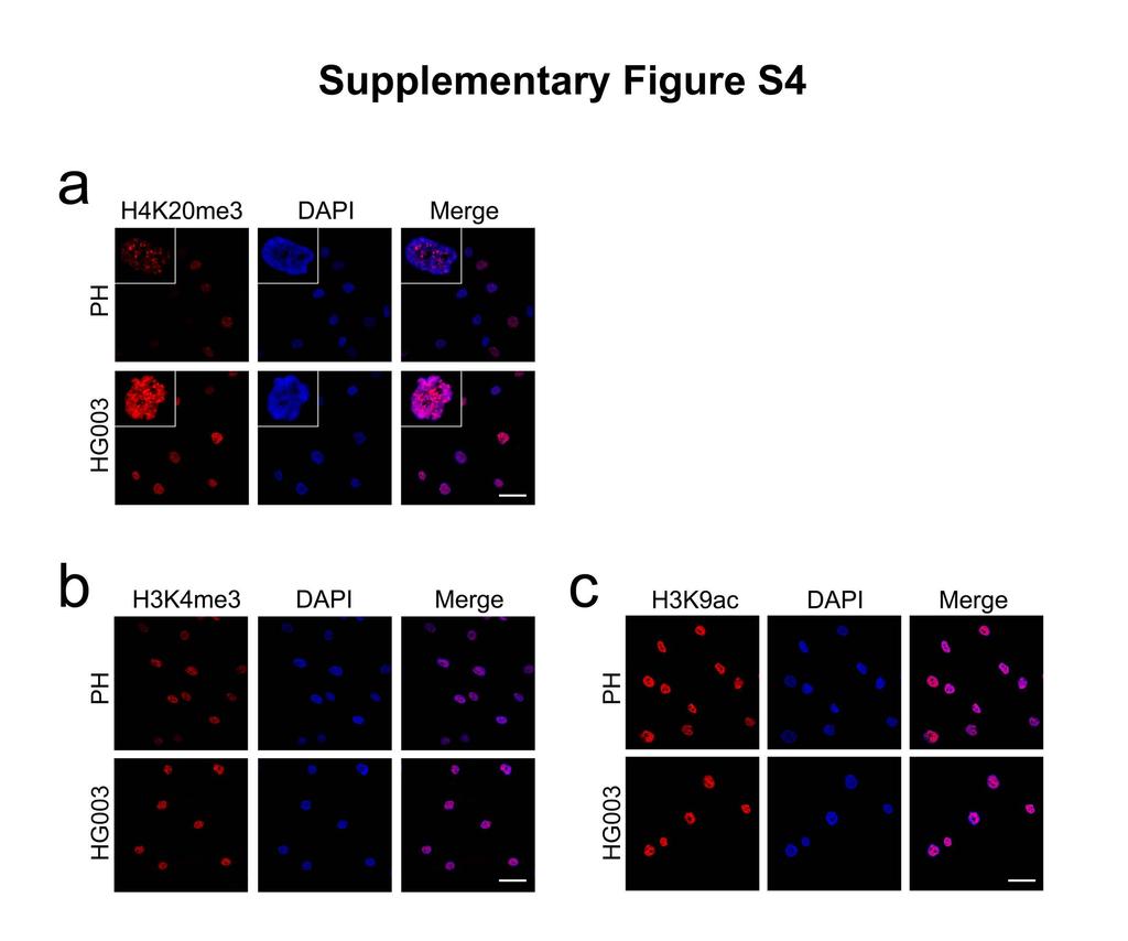 Supplementary Figure S4: Histone modifications in progeroid cells Representative photos of immunofluorescence