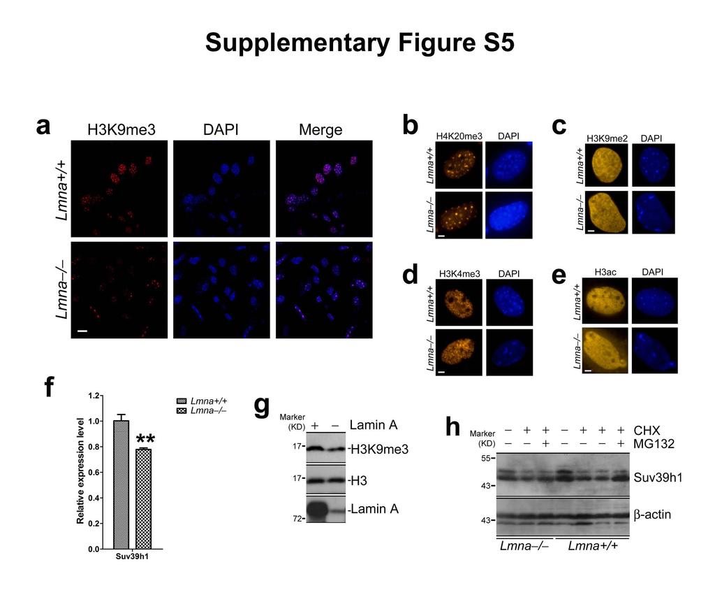 Supplementary Figure S5: Levels of histone modifications and Suv39h1 in Lmna null cells (a) Representative photos of immunofluorescence staining of H3K9me3 in Lmna / cells and wild-type controls from