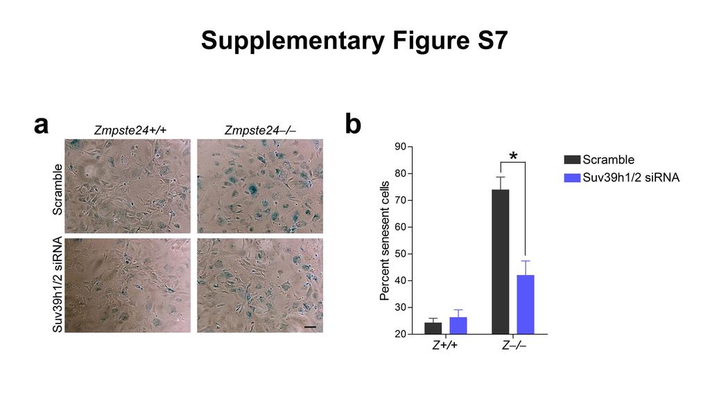 Supplementary Figure S7: Knocking down Suv39h1/2 rescues early senescence in Zmpste24 / MEFs.