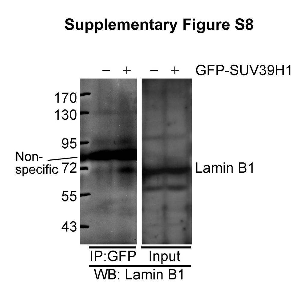 Supplementary Figure S8: SUV39H1 interacts with lamin B1. GFP-SUV39H1 was ectopically expressed in HEK293 cells.
