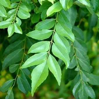 Murraya koenigii is a tropical-subtropical tree of family Rutacea which is native to India.