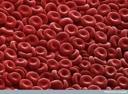 Red Blood Cells 14-2: Blood and Lymph Without red blood cells, your body