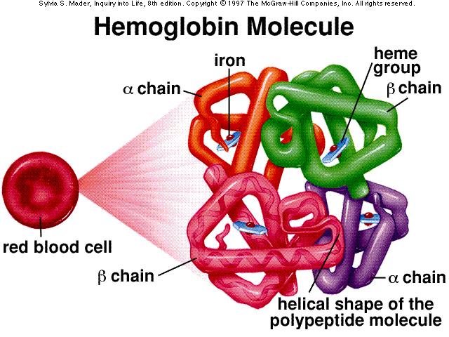 Red blood cells are made mostly of the iron containing protein hemoglobin.