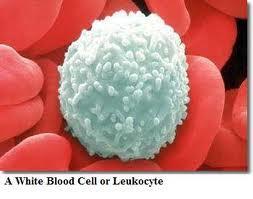 White cells are larger than red cells.