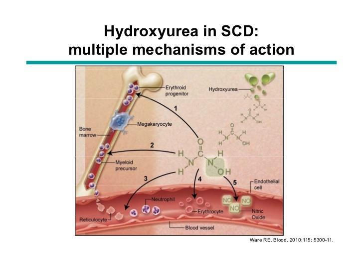 HU mechanisms of action: Increased HbF production (foetal haemoglobin doesn t contribute to sickle haemoglobin stranding and cell distortion) Improved red cell hydration (raised MCV, reduces