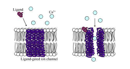 Part IV: Open sesame Among the numerous ion channels in cell membranes, there are two principal types: voltage-gated and ligand-gated.