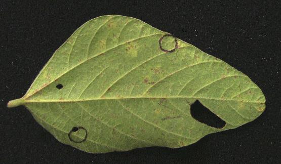 Confirmation of soybean rust was made in all positive samples by an ELISA test. Figure 5. Incidence of Soybean Rust in Virginia in 2009.