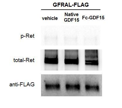 Right panel: Western blot analysis of pret and total-ret from RET stable SH-SY5Y cells transient transfected with C-terminal FLAG tagged human GFRAL stimulated