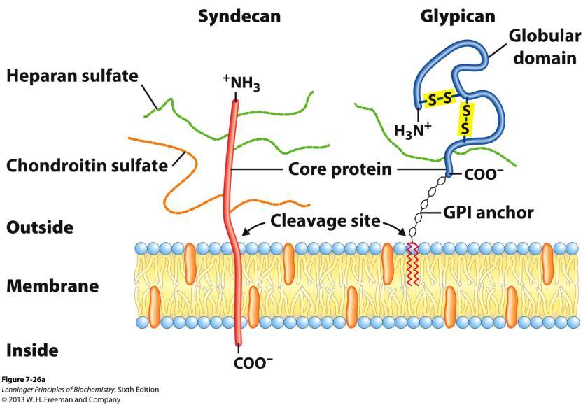 Two families of membrane proteoglycans. (a) Schematic diagrams of a syndecan and a glypican in the plasma membrane.
