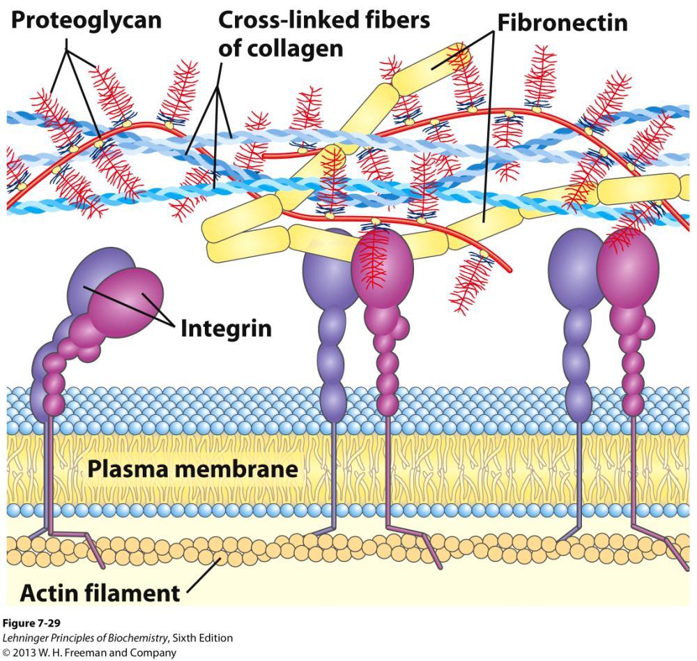 Interactions between cells and the extracellular matrix.