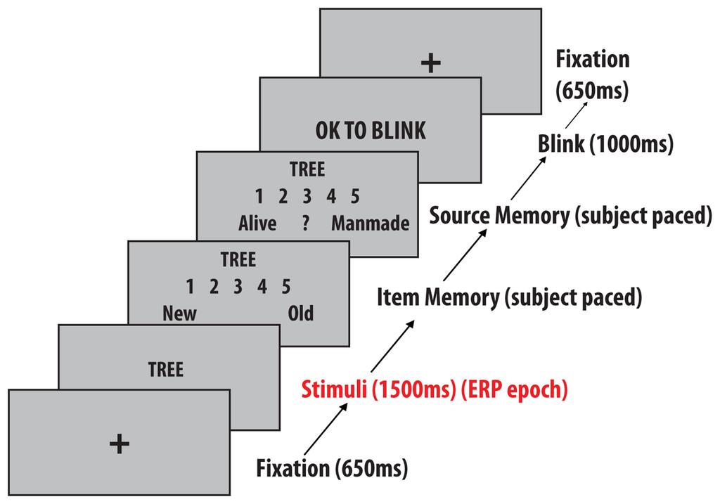 Addante et al. Page 20 Figure 2. Experimental Design Subjects made recognition memory judgments to a mixture of studied words and words that were new to the experiment.