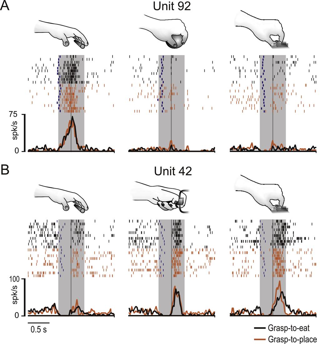 significant difference in discharge intensity during grasp-to-eat and grasp-to-place conditions. Figure 3. Examples of Grip selective neurons.