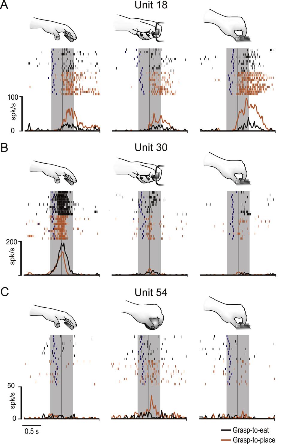 3.3 Neuronal selectivity for grip type and action goal A considerable proportion of the neurons recorded from both area F5