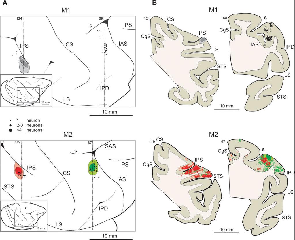 3.5 Histological reconstruction and cortical connections between F5 and PFG recorded regions At the end of the recording sessions in the right hemisphere of two monkeys by three, neuronal tracers
