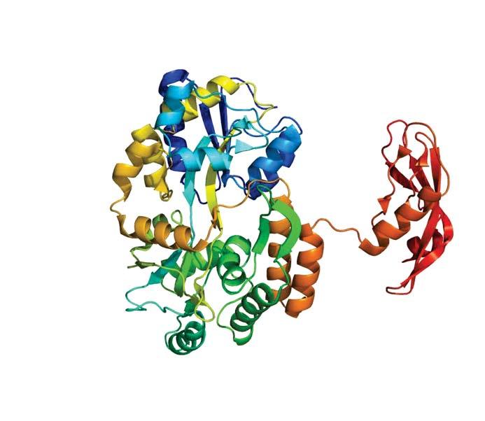 Receptors CRH-R1 & CRH-R2 The two distinct receptors mediate the biological effects of CRH CRH-R1 CRH-R2 Share at 70%