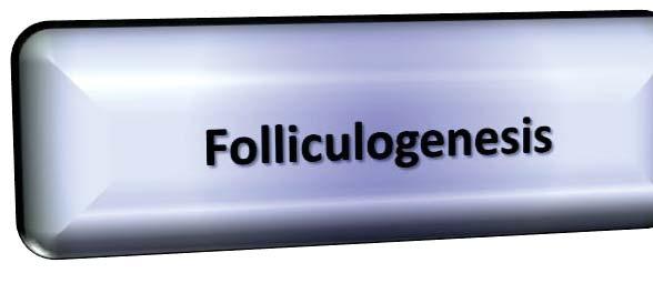 Folliculogenesis