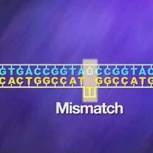 (MSI) MLH1 Promoter Methylation Analysis KRAS Mutational Analysis NRAS Mutational Analysis BRAF