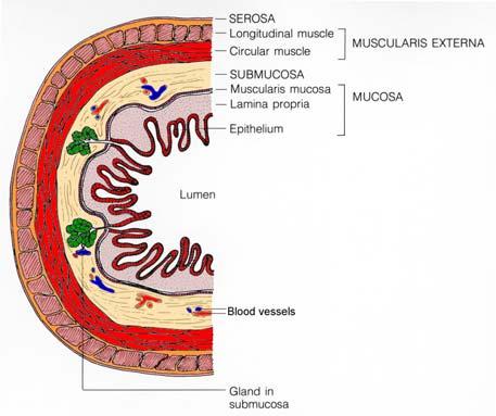 Layers of Colon Wall 77 Muscularis