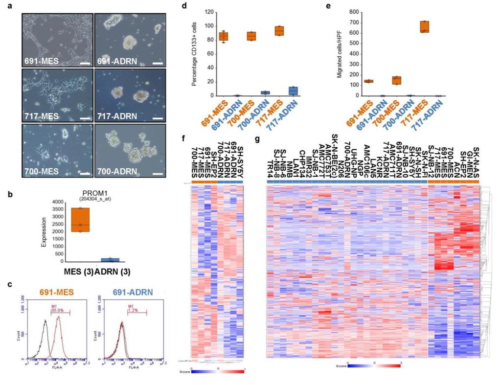 Supplementary Figure 1 Phenotypic characterization of MES- and ADRN-type cells.