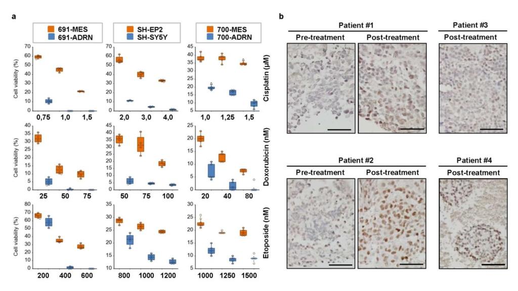 Supplementary Figure 10 Mesenchymal neuroblastoma cells are chemo-resistant in vitro and are enriched in post-therapy tumors in vivo.