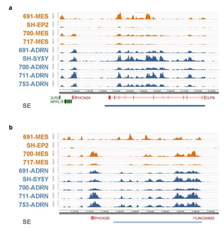 Supplementary Figure 6 H3K27ac profiles of nine cell lines for PHOX2A and PHOX2B.
