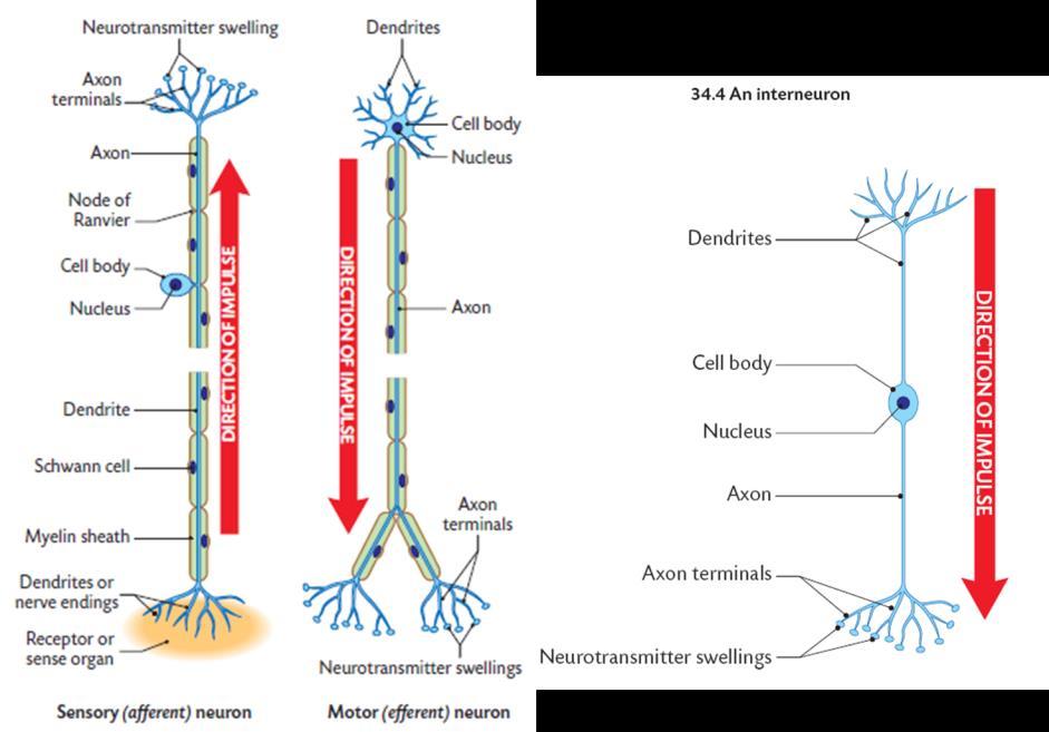 3. Integration: The Brain sorts and processes the incoming messages. 4. Response: Once the effectors receive a signal from the CNS they are stimulated to respond.