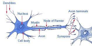Transmission of Nerve Impulses An axon branches into many axon terminals each with a neurotransmitter swelling on the end.