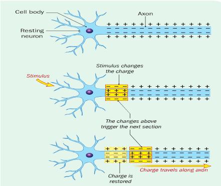 The movement of the impulse along the dendrite and axon involves the movement of charged particles called ions. At rest an axon has positive ions outside and negative ions inside.