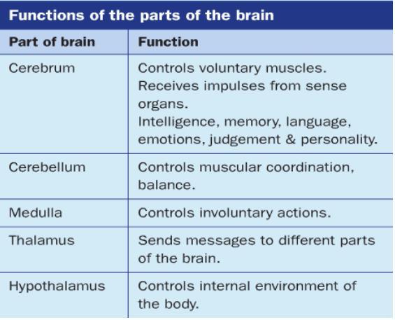 It carries messages to and from the brain and sense organs. The sensory neurons enter the spinal cord through the dorsal route.