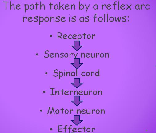 A Reflex Action is an automatic, involuntary, unthinking response to a stimulus. - They are fast responses. - Generally involve flight or fight protection responses.