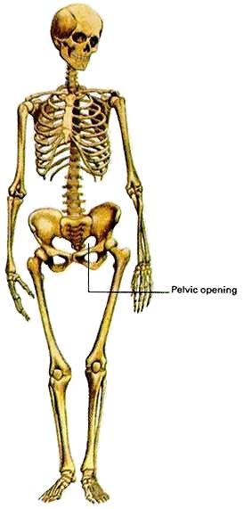Skeletal Differences Women are/have: Shorter Weigh