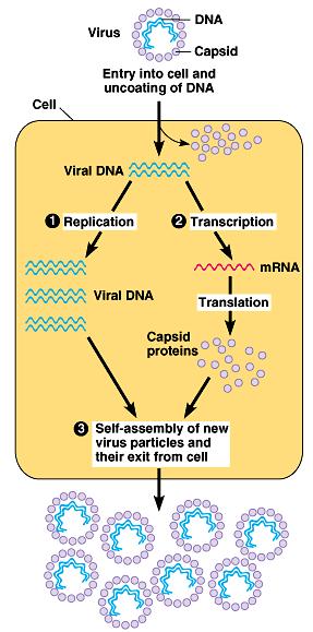 Animal Virus Life Cycle Attachment Entry Uncoating of virion (virus particle) separate protein from NA Replication of nucleic acid (NA) and synthesis of